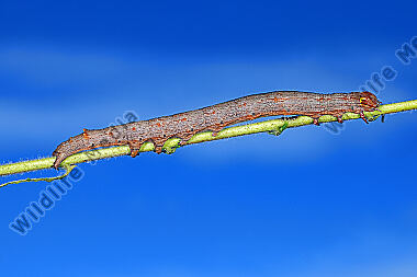 Grüne Brombeereule Raupe