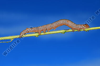 Grüne Brombeereule Raupe