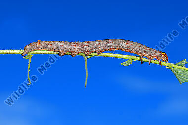 Grüne Brombeereule Raupe