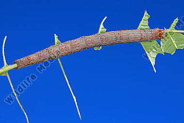 Grüne Brombeereule Raupe