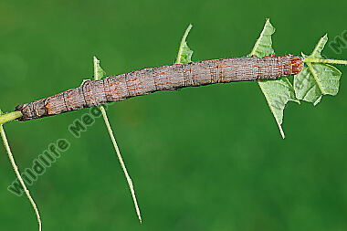 Grüne Brombeereule Raupe