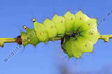 Indischer Mondspinner Raupe