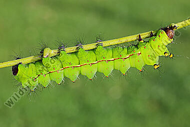 Indischer Mondspinner Raupe