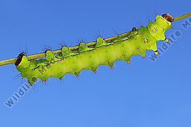 Indischer Mondspinner Raupe