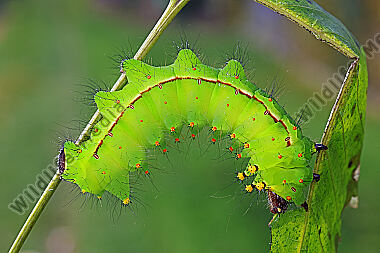 Indischer Mondspinner Raupe