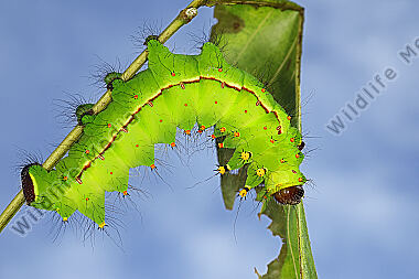 Indischer Mondspinner Raupe