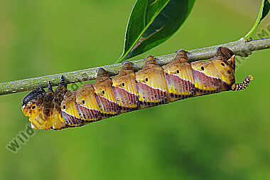 Totenkopfschwärmer Raupe