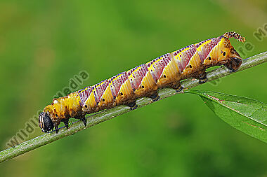 Totenkopfschwärmer Raupe