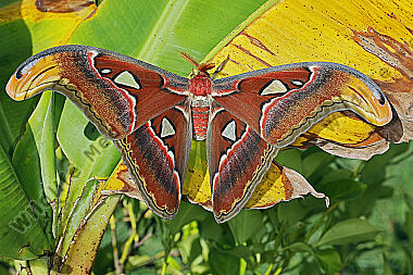 Atlasseidenspinner atlas Männchen