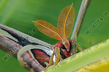 Atlasseidenspinner atlas Männchen