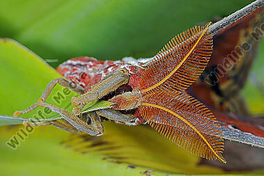 Atlasseidenspinner atlas Männchen