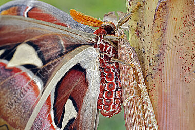 Atlasseidenspinner atlas Männchen