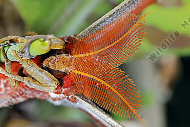 Atlasseidenspinner atlas Männchen