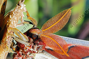 Atlasseidenspinner atlas Männchen