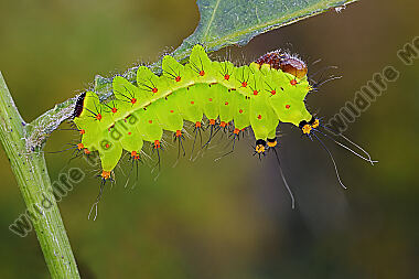 Indischer Mondspinner halberwachsene Raupe