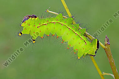 Indischer Mondspinner halberwachsene Raupe
