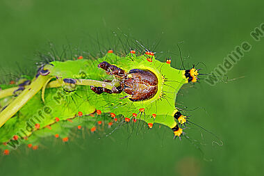 Indischer Mondspinner halberwachsene Raupe