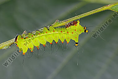 Indischer Mondspinner Jungraupe