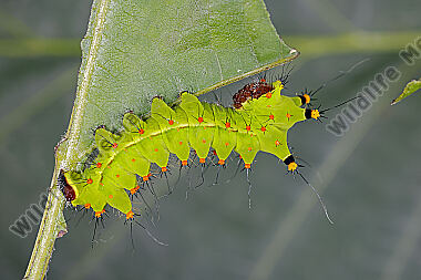 Indischer Mondspinner Jungraupe