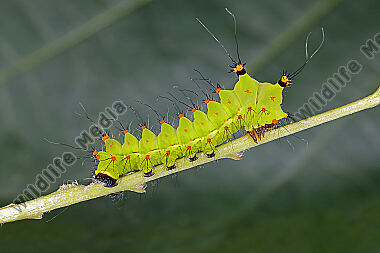 Indischer Mondspinner Jungraupe