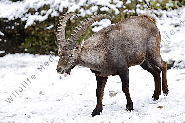 Alpensteinbock junges Männchen
