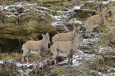 Alpensteinbock Jungtier