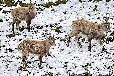 Alpensteinbock Jungtier