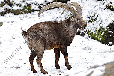 Alpensteinbock Männchen