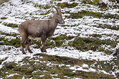 Alpensteinbock Weibchen