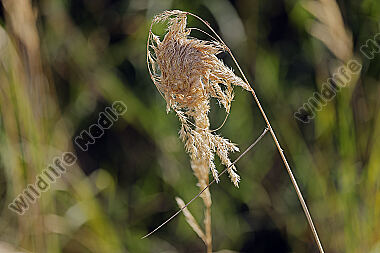 Dornfingerspinne Behausung