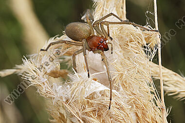 Dornfingerspinne Weibchen