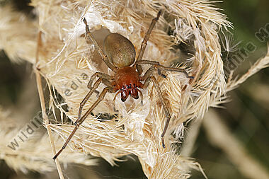 Dornfingerspinne Weibchen