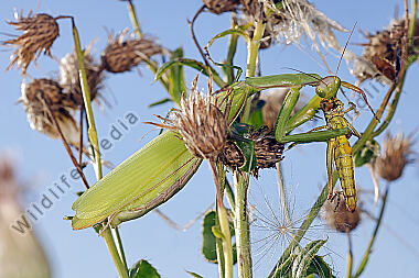 Europäische Gottesanbeterin Weibchen