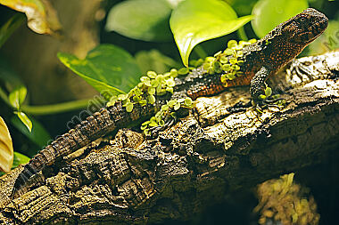 Krokodilschwanzechse