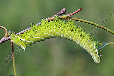 Birkenspinner Raupe