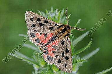 Fleckenbär Männchen