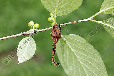 Fliederspanner Puppe