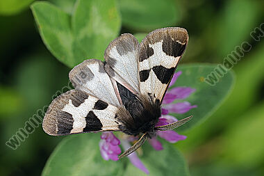 Labkrautbär Männchen
