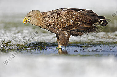 Seeadler immatur