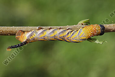 Totenkopfschwärmer halberwachsene Raupe