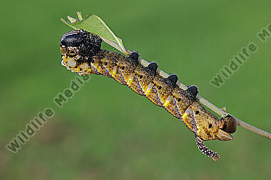 Totenkopfschwärmer Raupe