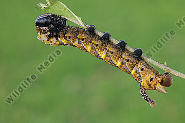 Totenkopfschwärmer Raupe