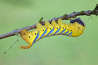 Totenkopfschwärmer Raupe