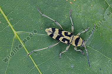 Variabler Widderbock