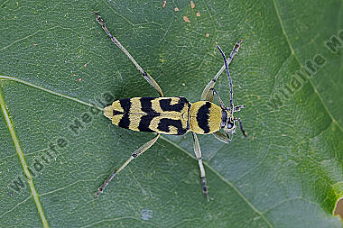 Variabler Widderbock