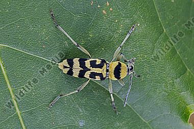 Variabler Widderbock