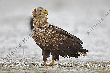 Seeadler Altvogel