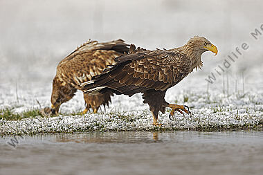 Seeadler Altvogel