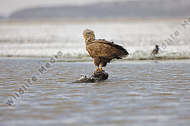 Seeadler Altvogel