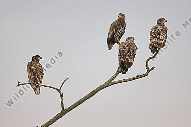 Seeadler Gruppe im Nebel